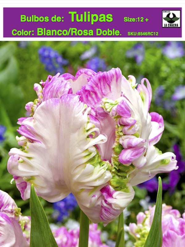 1 Docena Bulbos Tulipas Color: Blanco/Rosa Doble  . Calibre 12 +1