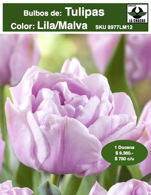 1 Docena de Bulbos Tulipas Color: Lila/Malva . Calibre 12+1