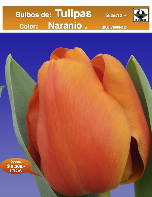 1 Docena de Bulbos Tulipas Color: Naranjo. Calibre 12-141