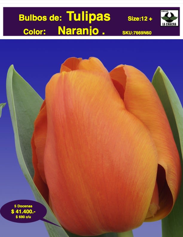 5 Docenas de Bulbos Tulipas Color: Naranjo. Calibre 12 +1