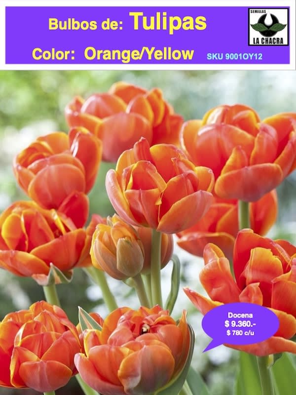 1 Docena de Bulbos Tulipas Color: Orange Yellow. Calibre 12 +1