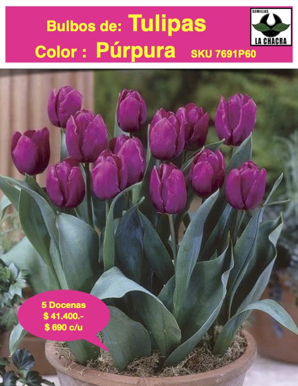 5 Docenas  de Bulbos Tulipas Color: Púrpura. Calibre 12-141