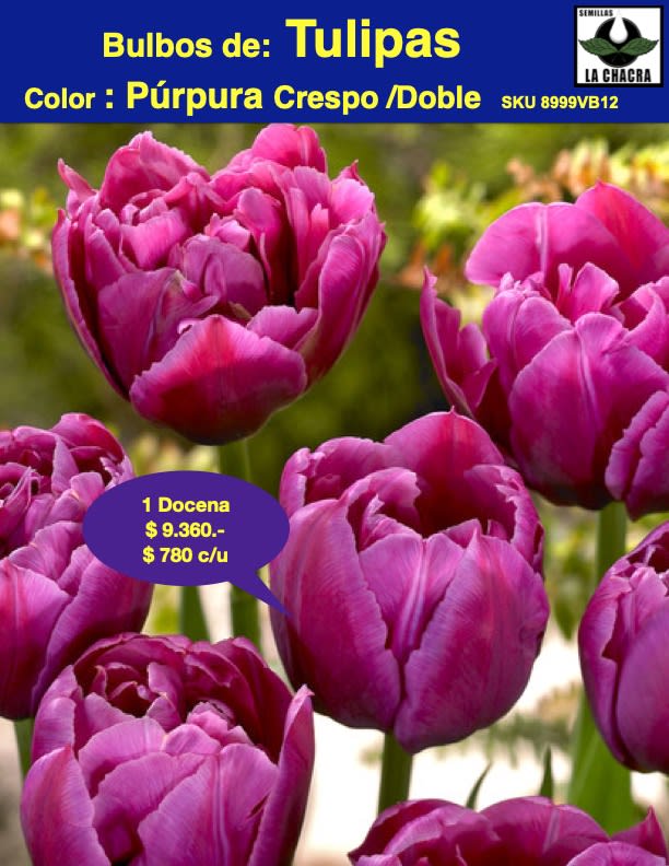 1 Docena de Bulbos Tulipas Color: Púrpura. Crespo Doble. Calibre 12-141