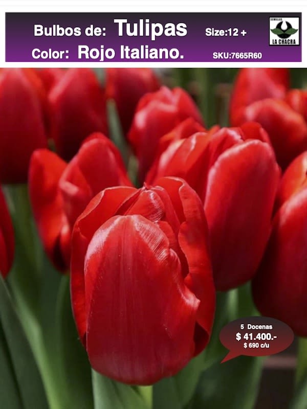 5 Docenas de Bulbos Tulipas Color: Rojo Italiano. Calibre 12-141