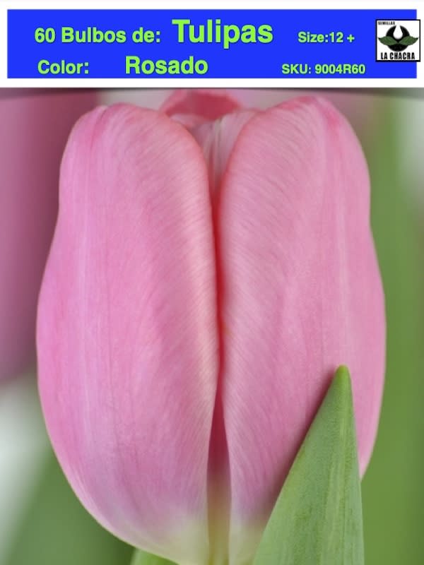 60 Bulbos Tulipas. Color Rosado. Size: 12+1