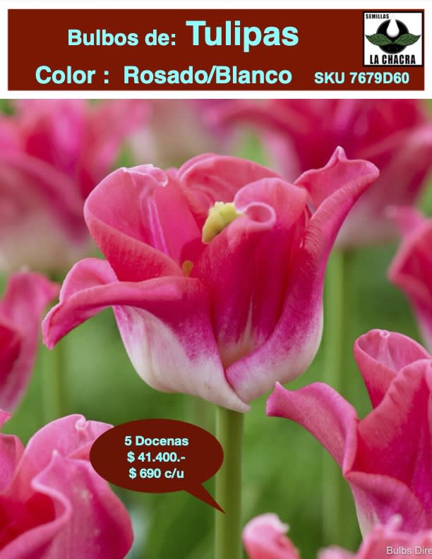 5 Docenas de Bulbos Tulipas Color: Rosado/Blanco. Calibre 12+1