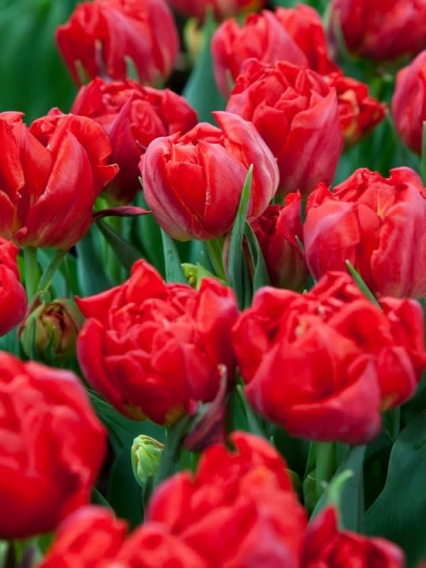 60 de Bulbos Tulipas. Color: Rojo Doble. Size: 12+2