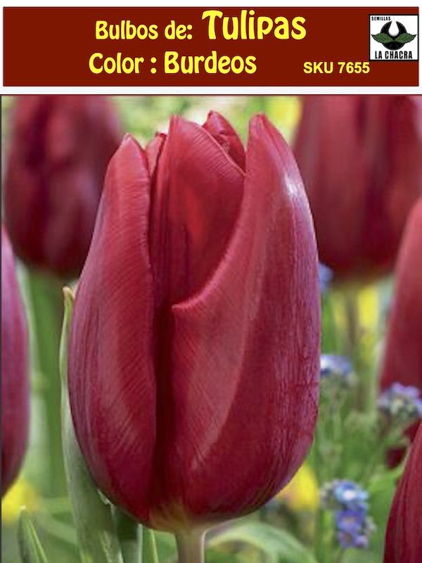 Bulbos Tulipa Color: Burdeos. Calibre 14+1