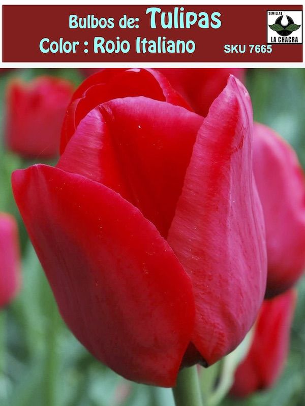 Bulbos de Tulipa Color: Rojo Italiano . Calibre 12 +1