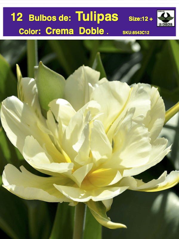 1 Docena de Bulbos Tulipas  Color: Crema Doble Calibre 12 +1