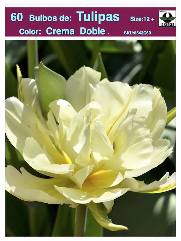 Pack 60 Bulbos Tulipas.Color: Crema Doble  . Calibre 12 +1