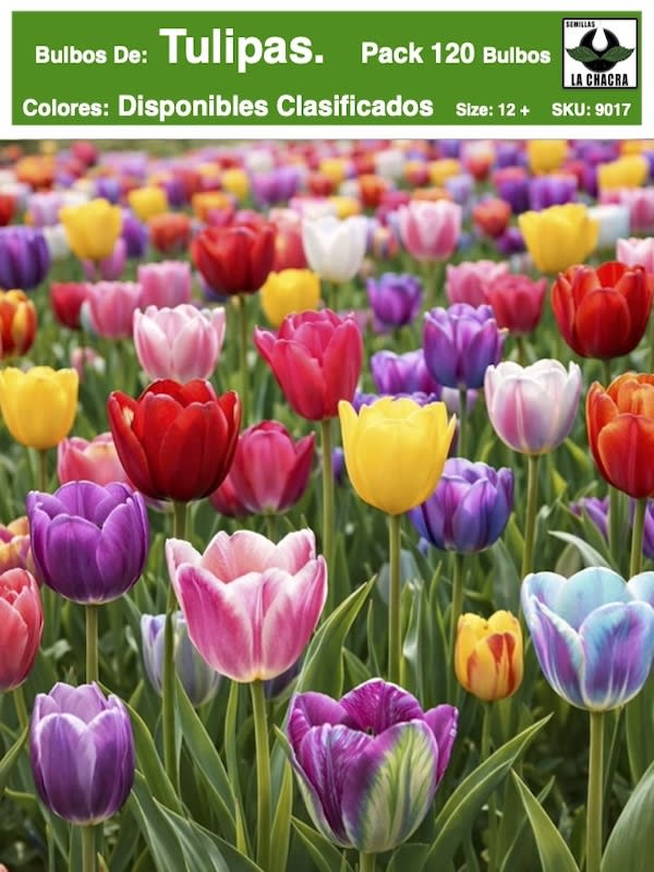 10 Docenas de Bulbos Tulipas.  12 Colores Disponibles. Calibre 12-141