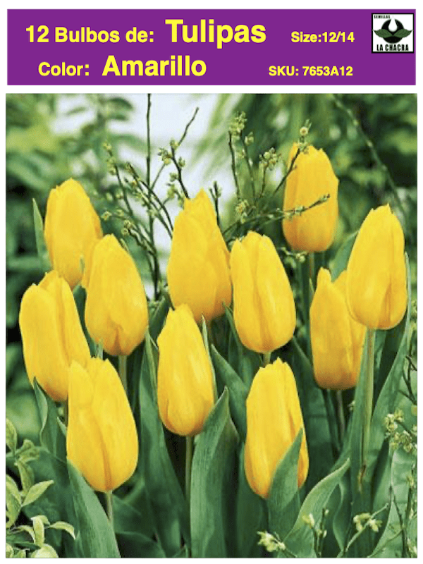 1 Docena de Bulbos Tulipas Color: Amarillo . Calibre 12-141