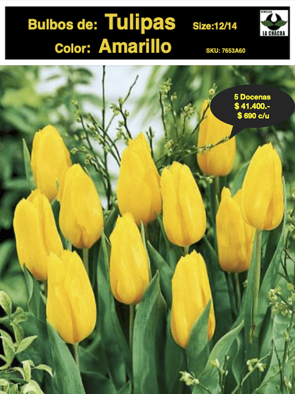 5 Docenas de Bulbos Tulipas Color: Amarillo . Calibre 12-141
