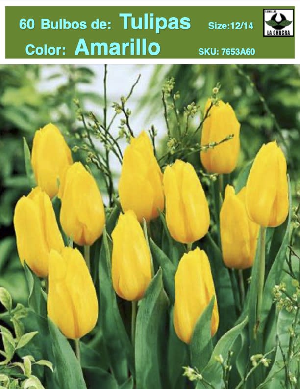 5 Docenas de Bulbos Tulipas Color: Amarillo . Calibre 12-141