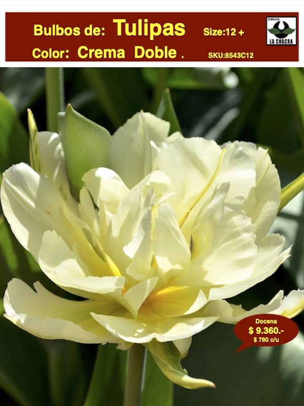 1 Docena de Bulbos Tulipas  Color: Crema Doble Calibre 12 +1