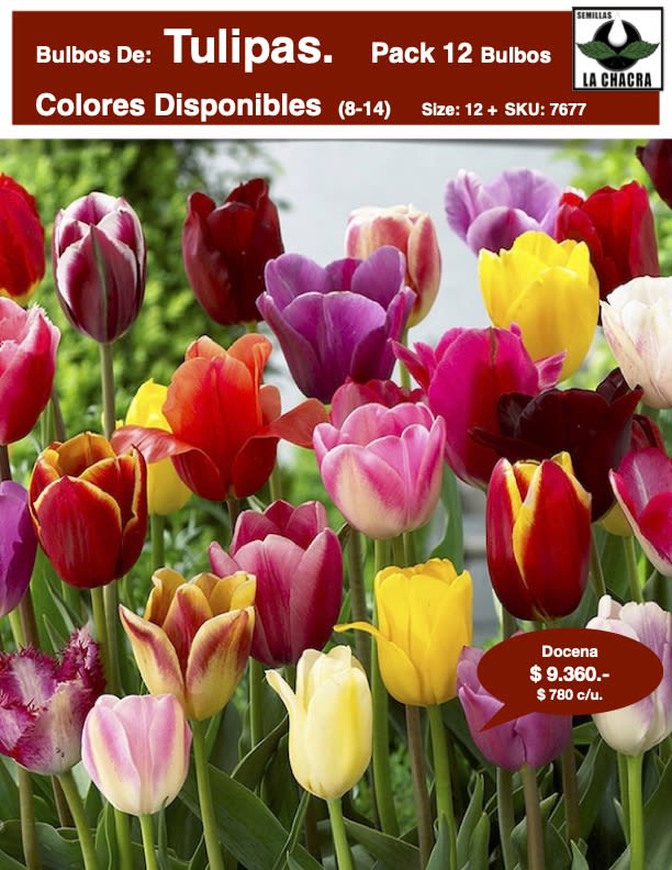 1 Docena de Bulbos de Tulipas  . Colores Disponibles. Calibres: 12 +1