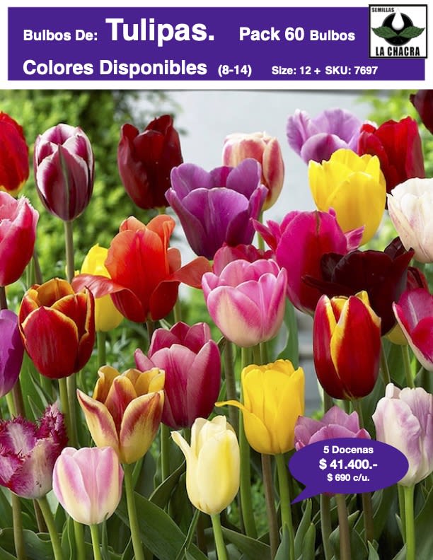 5 Docenas de Bulbos de Tulipas. Colores Disponibles. Calibres: 12+1