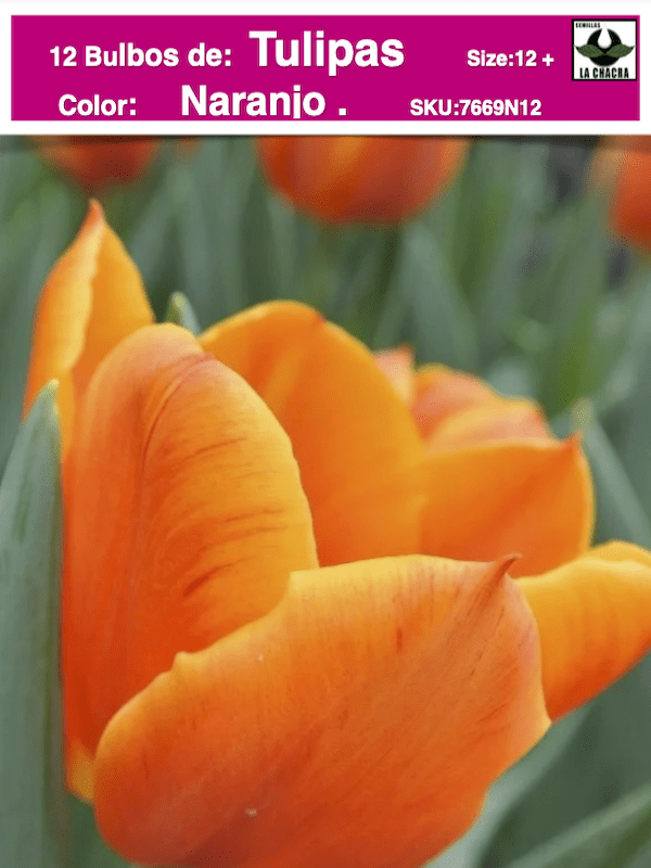 1 Docena de Bulbos Tulipas Color: Naranjo Borde Amarillo. Calibre 12-141