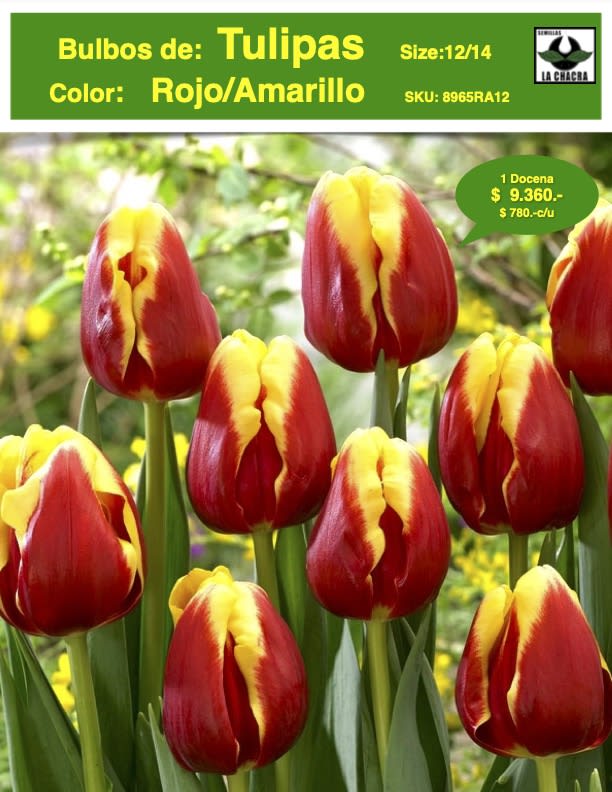 1 Docena de Bulbos Tulipas Color: Rojo/Amarillo . Calibre 12+1