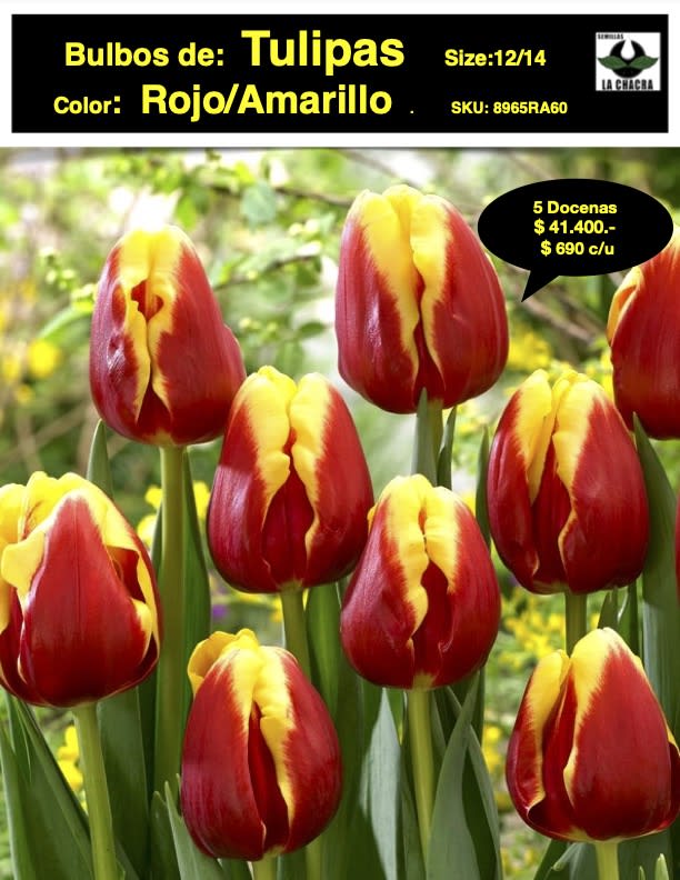 5 Docenas de Bulbos Tulipas Color: Rojo/Amarillo. Calibre 12+1
