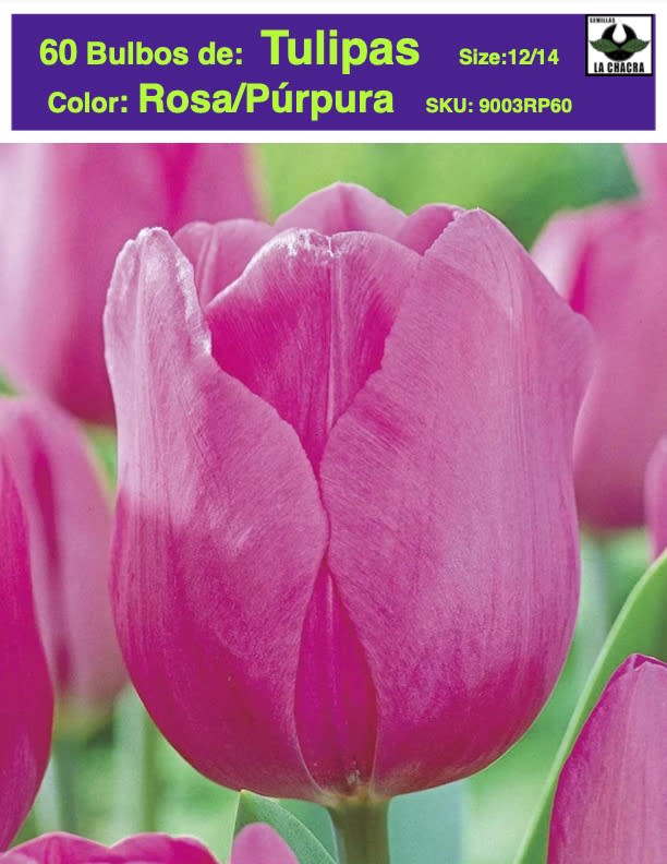 60 Bulbos Tulipas Color: Rosa/Púrpura. Calibre 12-141