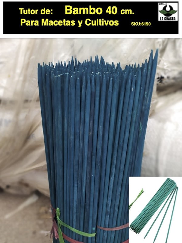Tutor de Bambo 40 cm.1