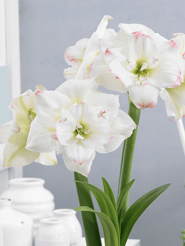 Amaryllis  Exclusivos  Color: BLanco Doble Toques Rosa. size: 26/285