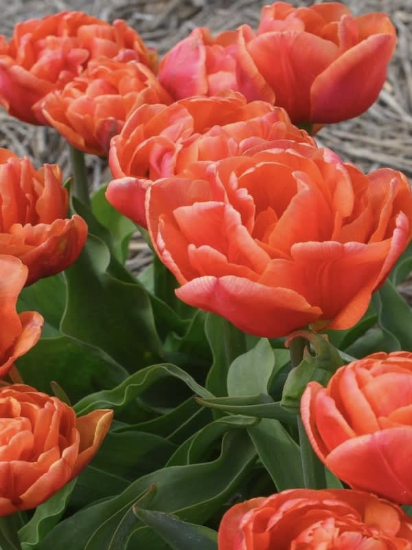 60 Bulbos Tulipas. Color: Naranjo Doble.3