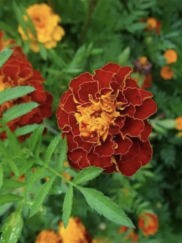 Tagete Clavel de la India , Enano. sobre 4 Gramos4