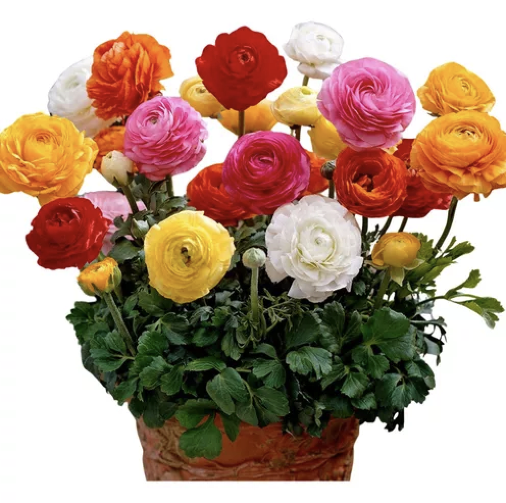 5 Docenas de Bulbos de Ranúnculos Color: Naranjo. Size: 5/63