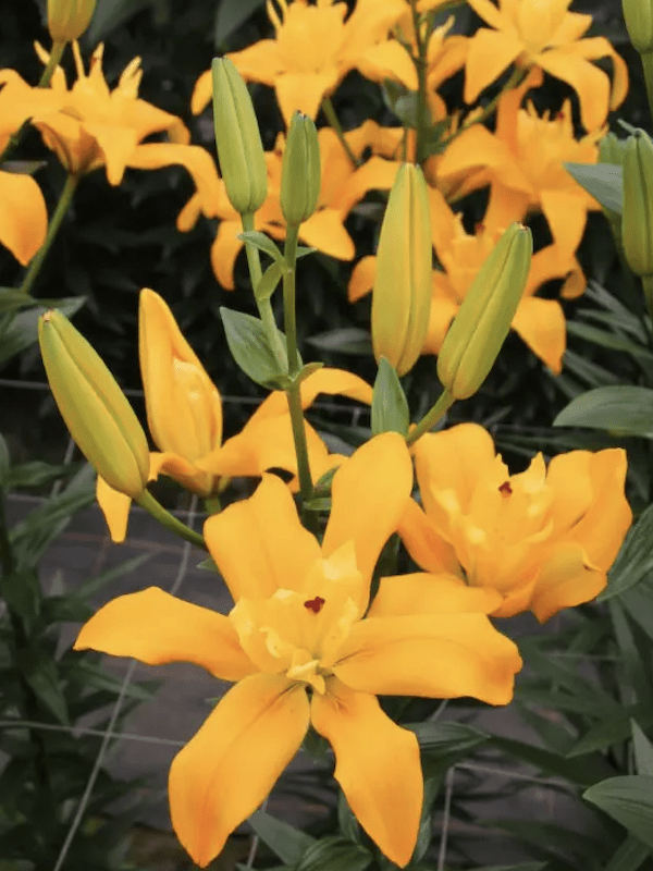 Lilium Oriental. Color: Naranjo Doble. Size. 14/163