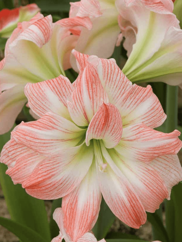 Amaryllis Exclusivo  Color: Blanco Doble Puntas Rosada.Size: 26/284