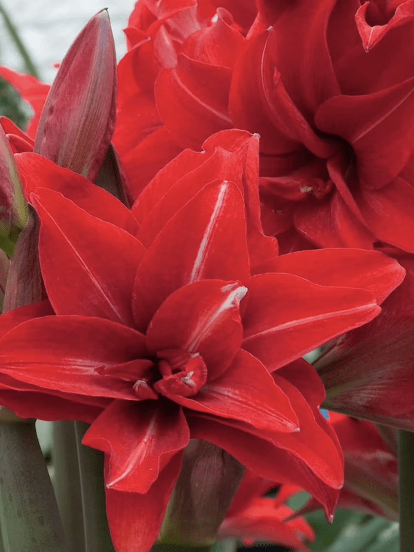 Amaryllis  Exclusivos Color: Rojo Doble Vetas Finas Blancas. Size: 26/283