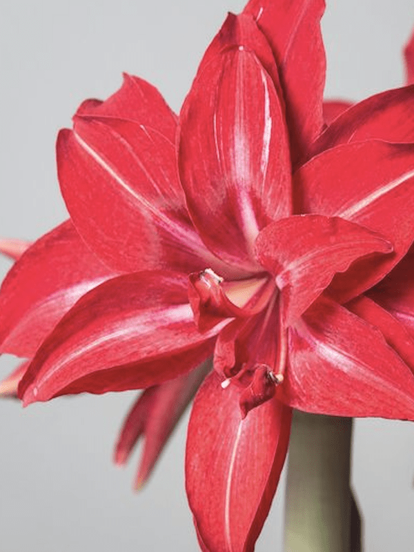Amaryllis  Exclusivos Color: Rojo Doble Vetas Finas Blancas. Size: 26/282