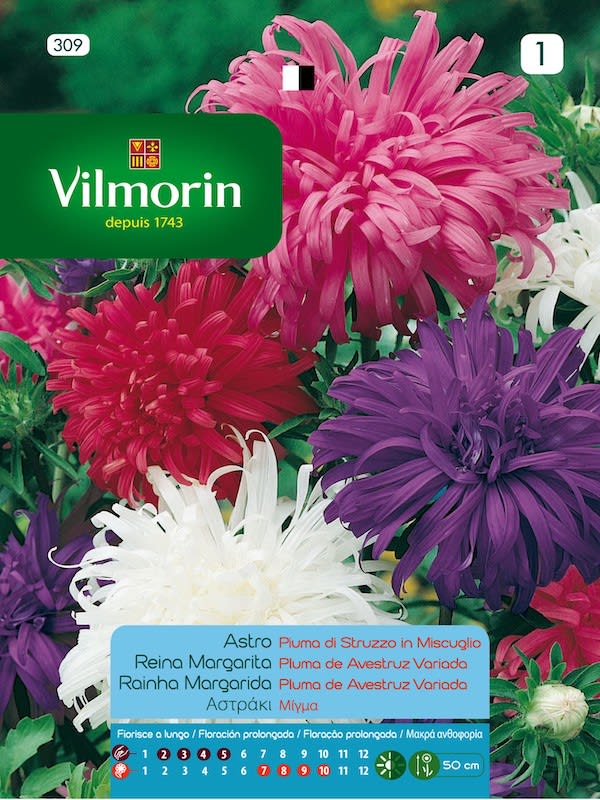 Reina Luisa Pluma de Avestruz, Colores Variados1