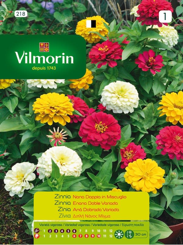 ZINNIA ENANA DOBLE VARIADA1