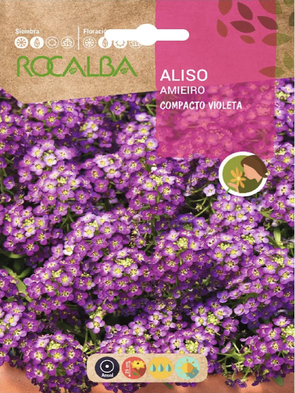 ALISO Violeta1