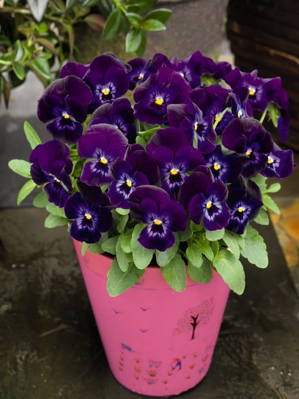 Violeta Cornuta. Colores Variados2