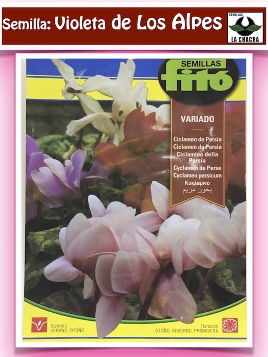CICLAMEN DE PERSIA  Colores Variados1