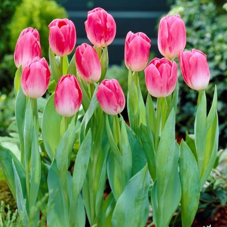 1 Docena de Bulbos Tulipas Color: Rosado/Blanco . Calibre 12 +2
