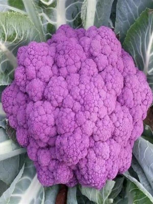 Coliflor  Catanese, Semillas4