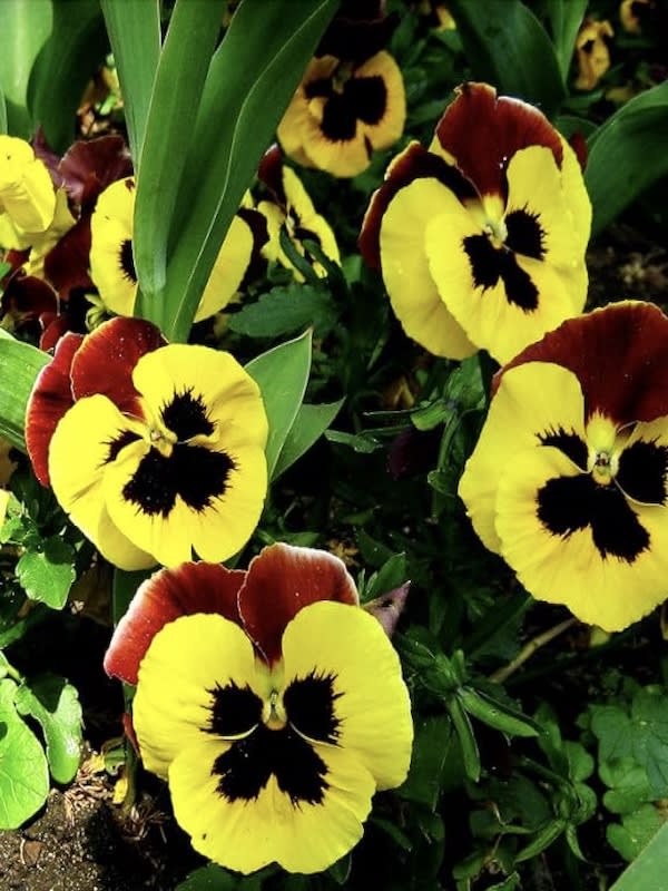 Violeta Cornuta. Colores Variados3