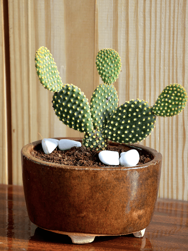Sustrato para Cactus y Suculentas.  Bolsa 10  Litros2