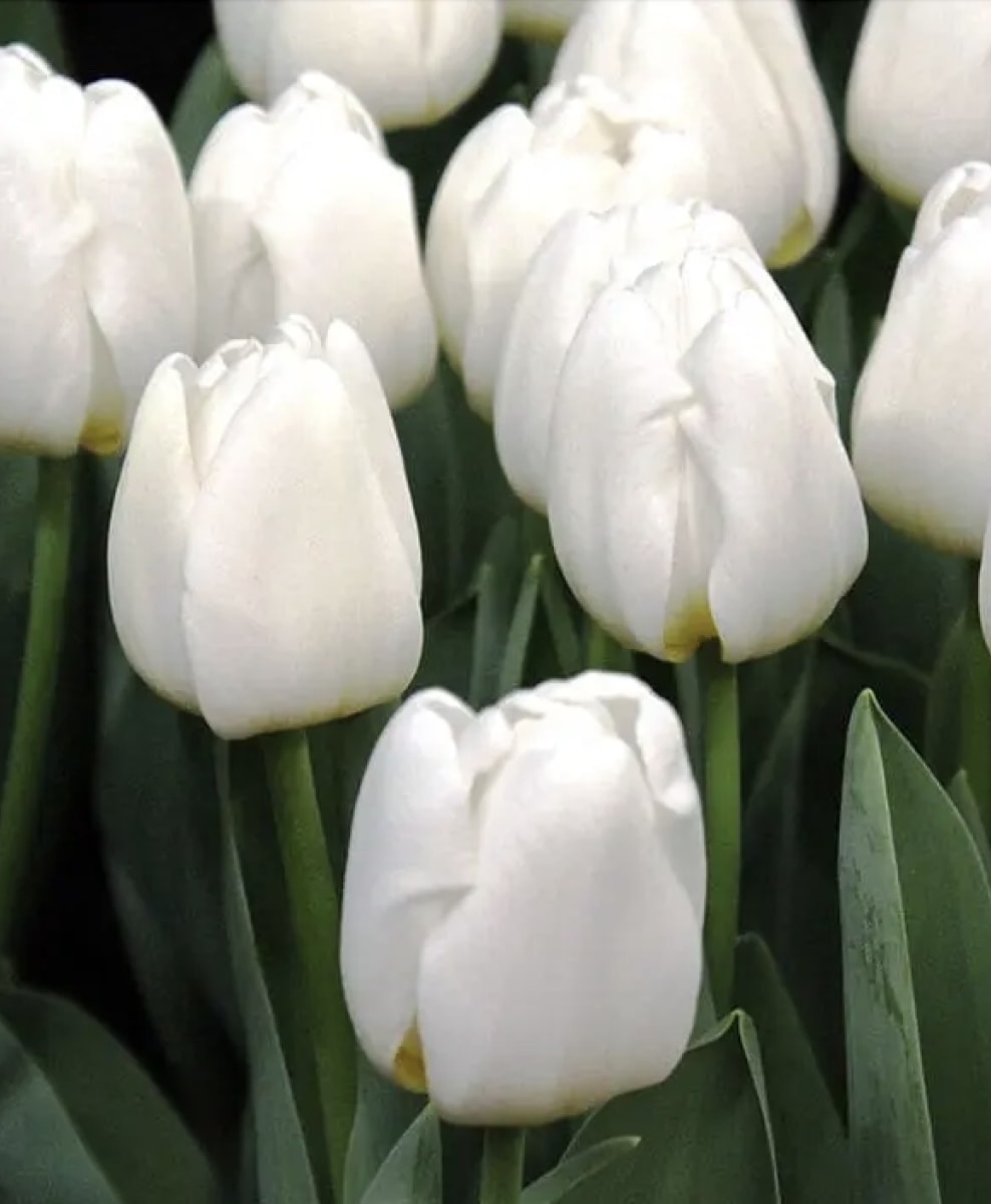 1 Docena de Bulbos Tulipas Color: Blanco Invierno . Calibre 12-143