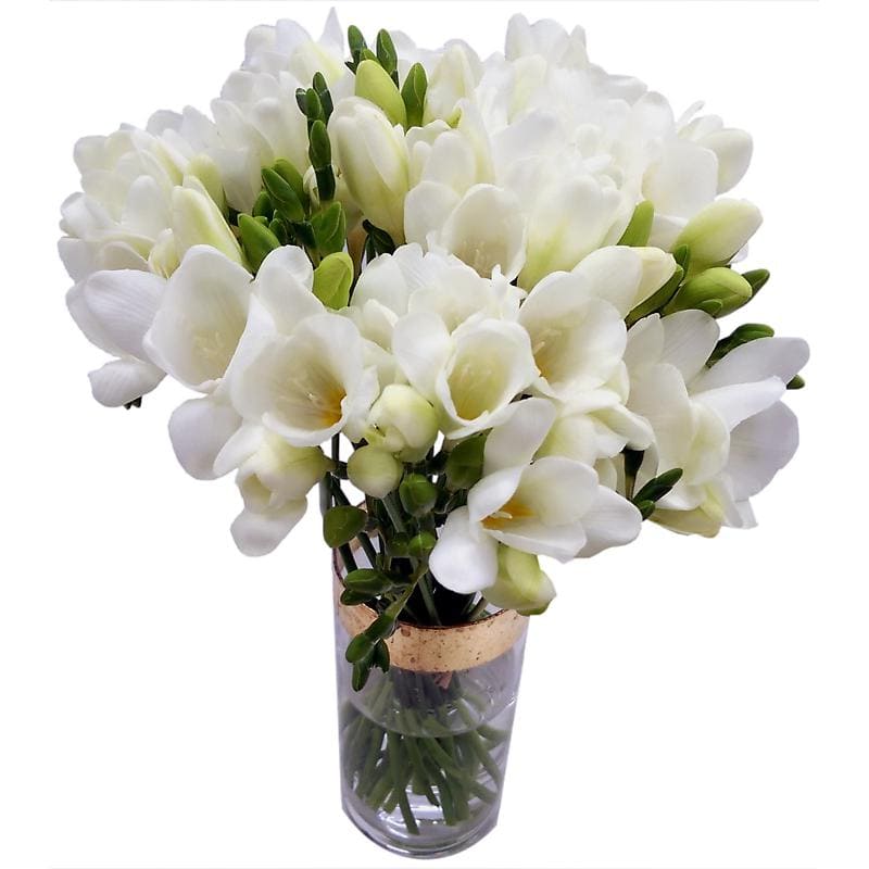 Bulbos Fresias Blancas. Pack 10 Unidades  SIZE: 5+3