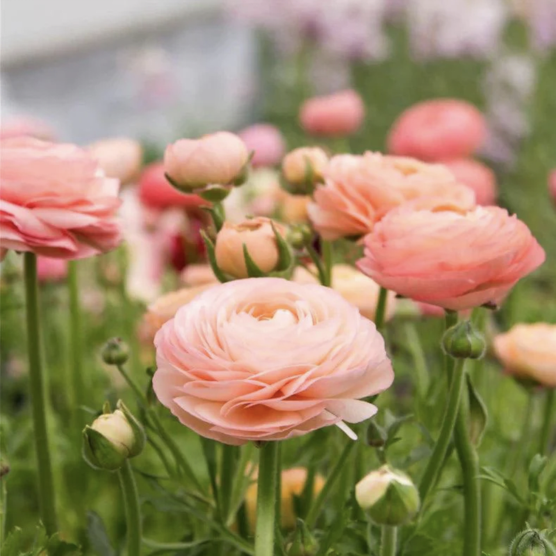 1 Docena de Bulbos de Ranúnculos Color: Salmón. Size: 5/63