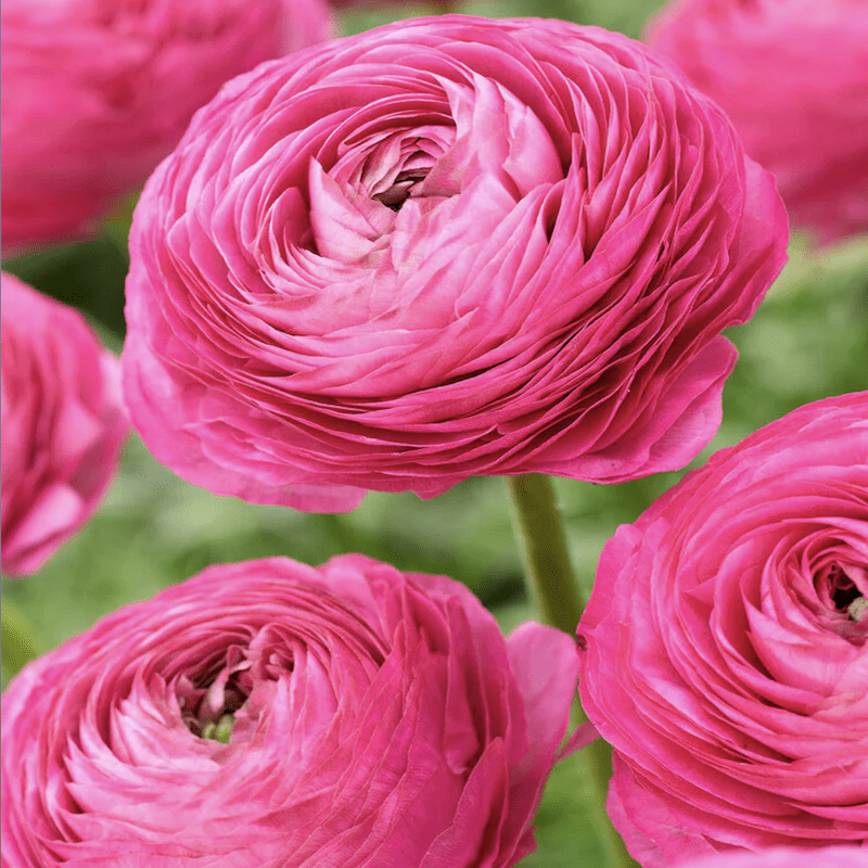 1 Docena de Bulbos de Ranúnculos Color: Fucsia - Morado. Size: 5/62