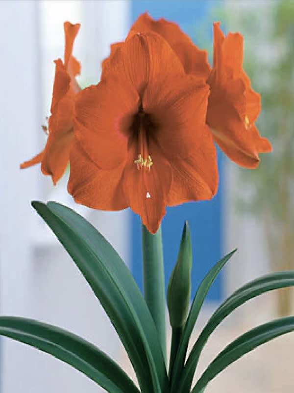 Amaryllis Clásico Calibre Grande Color: Rojo /Naranja Size: 26/283