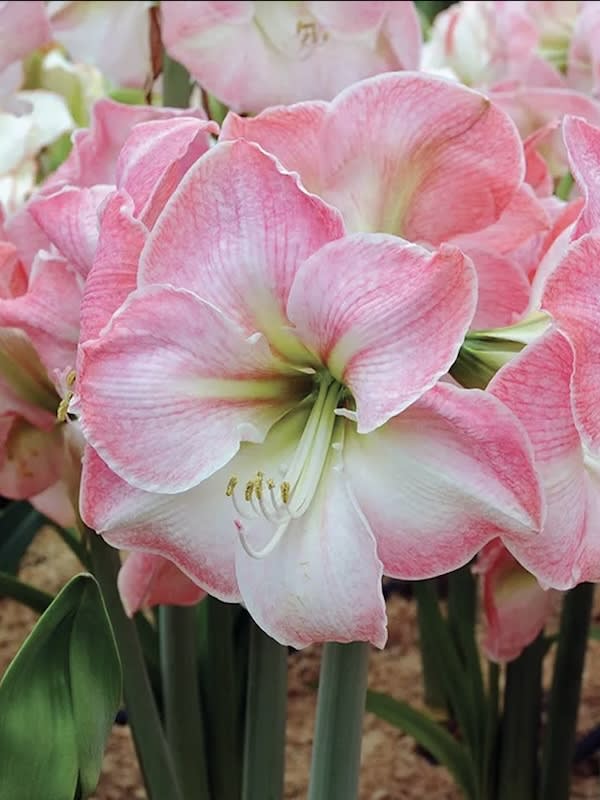 Amaryllis Clásico Calibre Grande. Color:  Rosado/Blanco Size: 26/284